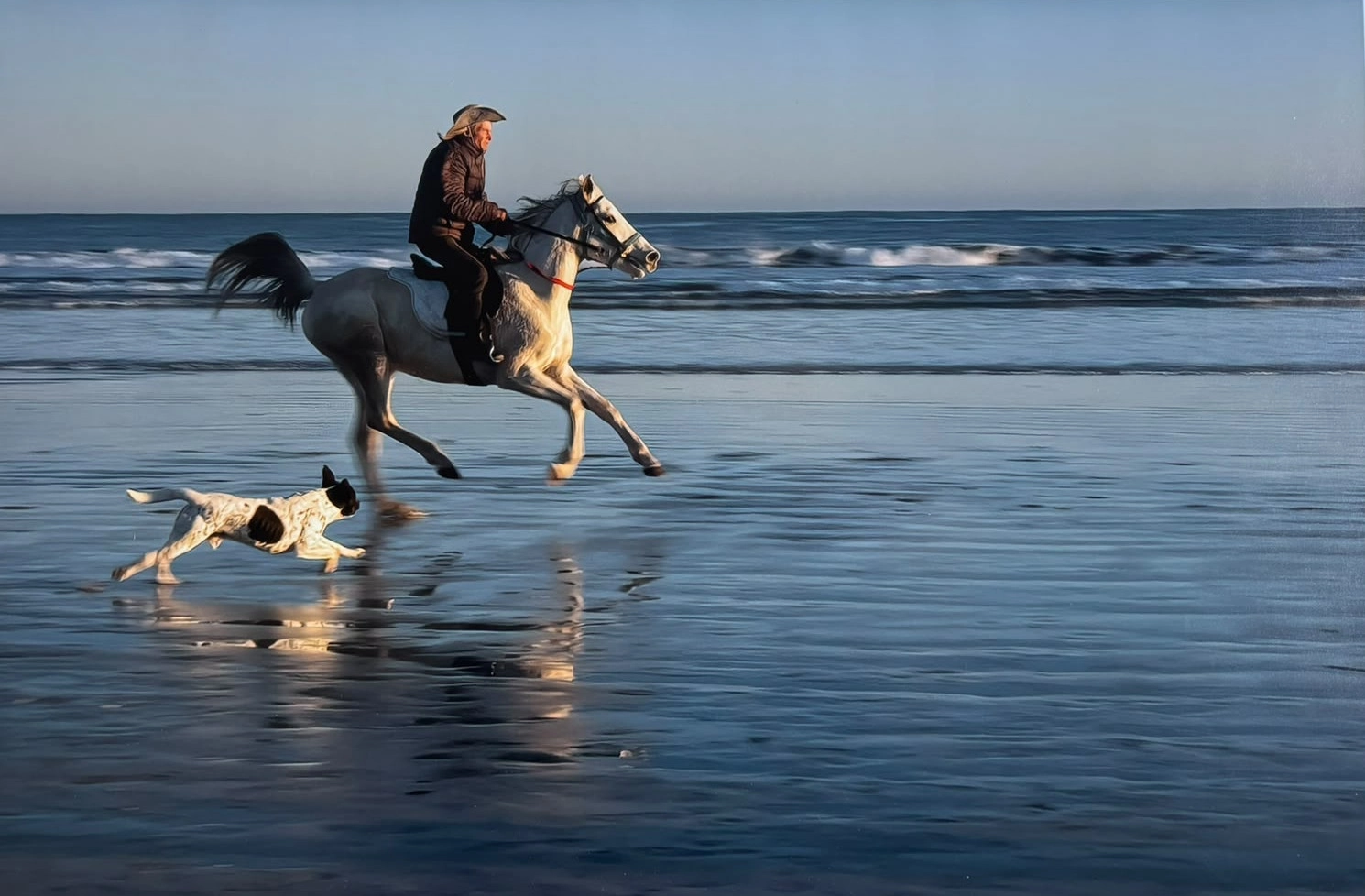 White horse cantering through a green meadow